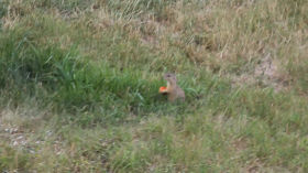 Just a ground squirrel eating an apricot by Default lukas channel